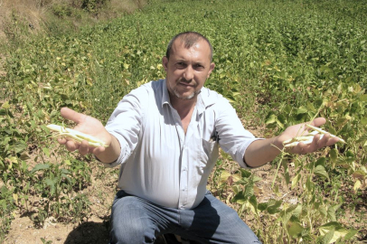 Çiftçinin mahsülü tarlada kaldı
