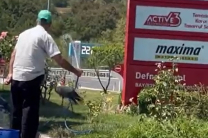 Sıcaktan bunalan leyleği, hortumla tuttuğu suyla serinletti