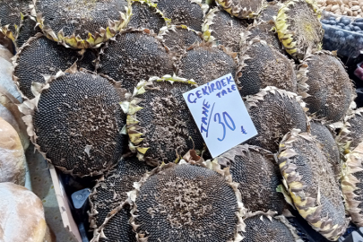 Bursa’nın çerezlik ayçiçeği hasadı başladı