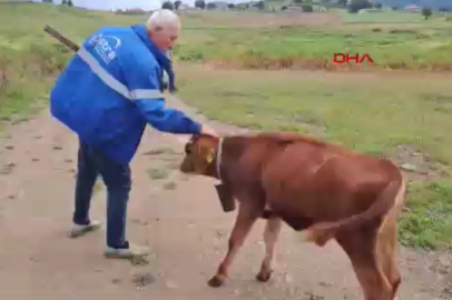 Ordu'da ahıra giren ayı, danayı götürdü