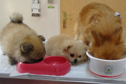 Eski sevgili, evde köpeklere yapılan işkenceyi ortaya çıkardı