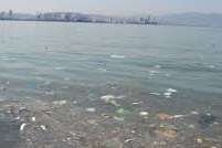 İzmir Kordon'da ölü balık kokusunda av