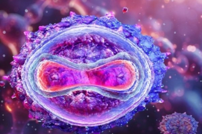 MAYMUN ÇİÇEĞİ VİRÜSÜ NEDİR?