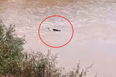Dicle Nehri'ndeki ceset, 4 gündür aranan Murat'a ait çıktı