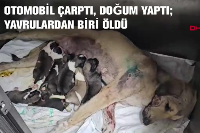 Otomobilin çarptığı hamile köpek doğum yaptı; 8 yavrusundan 1'i öldü