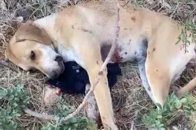 Tavuklarına saldırdığını ileri sürdüğü köpeği tüfekle yaraladı