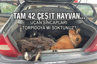 Türkiye'ye gelen otomobilde 42, cins hayvan ele geçirildi