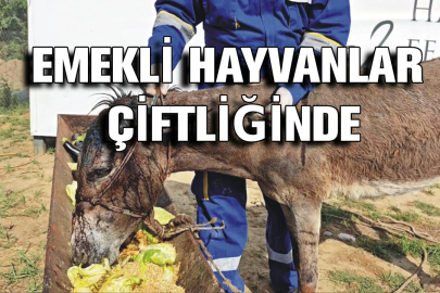 Ölüme terk edilen sahipsiz eşek Emekli Hayvanlar Çiftliği’nde