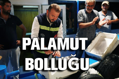 Yeni sezonda Palamut Bolluğu