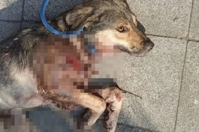 Tabancayla sokak köpeğini öldürdü