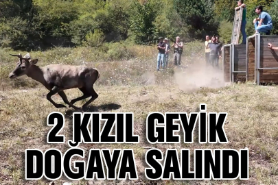BURSA'DA 2 kızıl geyik doğaya salındı; 1,5 saat süren operasyon kamerada