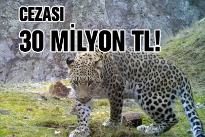 Anadolu parsı avlamanın cezası 30 milyon TL
