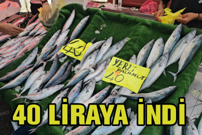 4 günde 100 ton yakalanınca palamudun fiyatı 40 liraya indi
