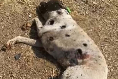 Çanakkale Ayvacık'ta Sokak Köpekleri Silahla Vuruldu