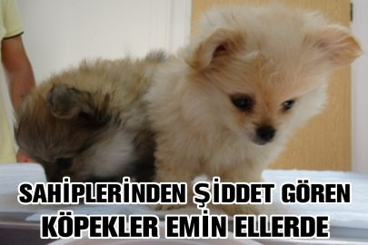 Sahipleri tarafından şiddete uğrayan 4 köpek yediemine teslim edildi