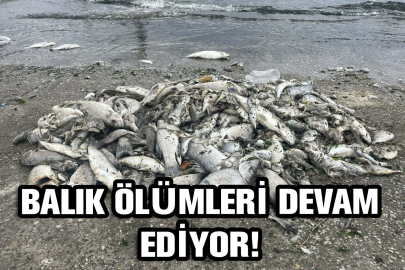 Balık ölümleri ve kötü koku sürüyor