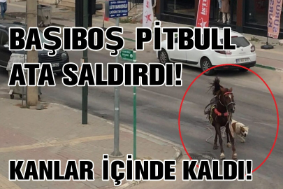 Başıboş pitbull ata saldırdı