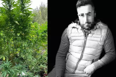 Ormanda uyuşturucu yetiştiren şüpheli yakalandı