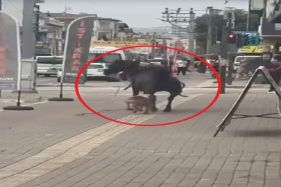 Ata saldıran pitbull cinsi köpek, barınağa teslim edildi