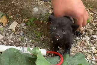 Avcılar'da kuryenin dikkati sayesinde yavru kedi kurtarıldı