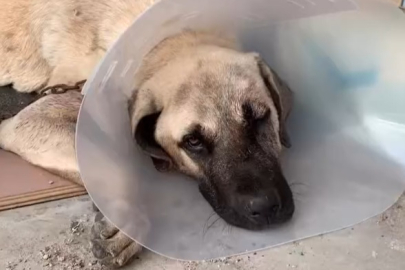 Sokak köpeğini sopayla öldürdü; o anlar kamerada