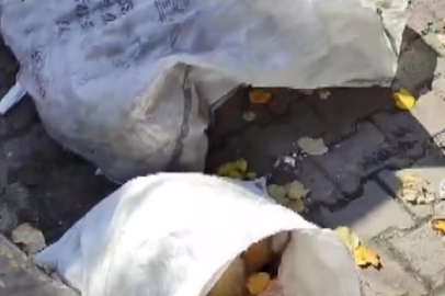 Avcılar’da çuval içinde çöpe atılmış 2 ölü köpek bulundu