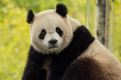 Çin’den ABD’ye iki yeni panda gönderiliyor