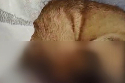 Avcılar'da çuval içerisinde çöpe atılan 2 köpek boynu kırılarak öldürülmüş