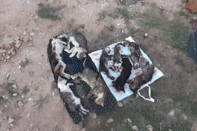 Kırklareli'nde barınakta 17 kedi ve köpek öldü; adli, idari soruşturma başlatıldı