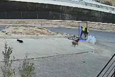 Şanlıurfa’da yavru köpeği kaldırım taşıyla öldüren şüpheli tutuklandı