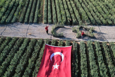 Bursa'da zeytin fidanlarıyla Türk Bayrağı oluşturuldu