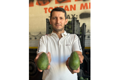 Avokado fiyatı arttı; üretici hırsızlık olaylarından endişeli
