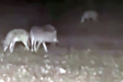 Kurt sürüsü traktörün etrafını sardı; o anlar kamerada