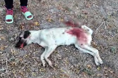 Tüfekle komşusunun beslediği yavru köpeği öldürdü