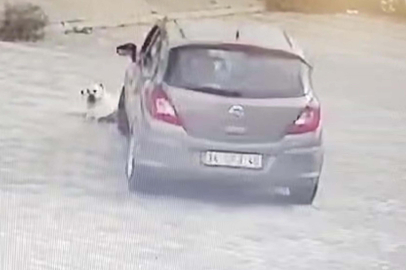 Yolda yatan köpeği ezen sürücü yakalandı