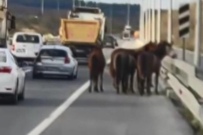 Arnavutköy'de 7 atın karayolundaki yolculuğu kazayla bitti