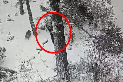 Karla kaplı ormanda ayı ve yavrusu kamerada