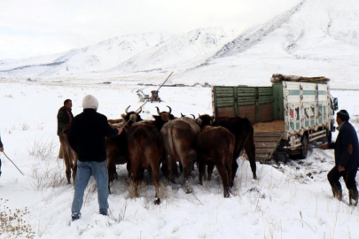 Mezrada mahsur kalan hayvanlar kurtarıldı