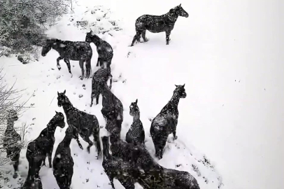 Bolu'da karlı havada yılkı atları görüntülendi
