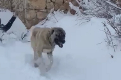 Kangal köpeğiyle kayak yaptı