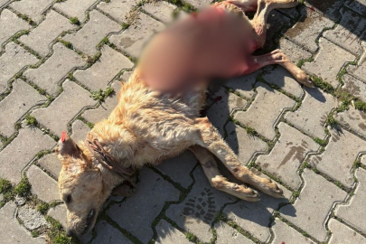 Gemlik'te hayvan bakım evinde aç kalan köpekler, ölen köpeği yedi; o anlar kamerada