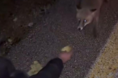 Yanlarına gelen tilkiyi börekle beslediler