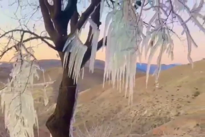 Patlayan borudan suyun sıçradığı ağaçta buz sarkıtları oluştu