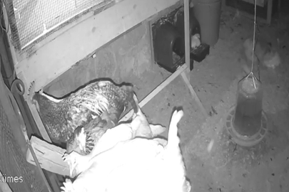 Tilki, girdiği kümeste tavukları yakalayıp götürdü