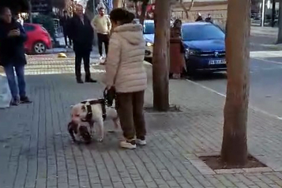 Avcılar'da sokak kedisini öldüren pitbull cinsi köpeğin sahibi tutuklandı