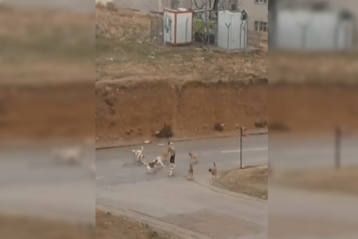 Köpekler yoldan geçenlere saldırdı