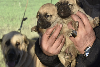 Kangal köpeği sevdasını 'safkan' üretim çiftliğine dönüştürdü