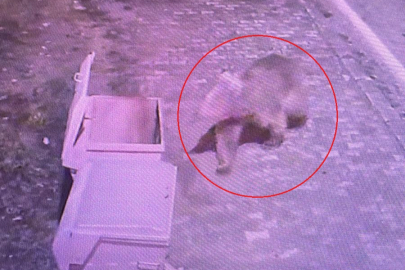 Bursa’da koruma altındaki bozayılardan biri barınaktan kaçtı; yiyecek ararken kameraya yansıdı