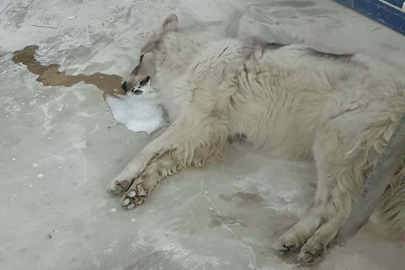 Bodrum'da zehirlendiği ileri sürülen 4 köpek öldü