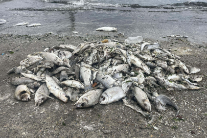 İzmir Körfezi'ndeki kirlilik ve balık ölümlerine soruşturma